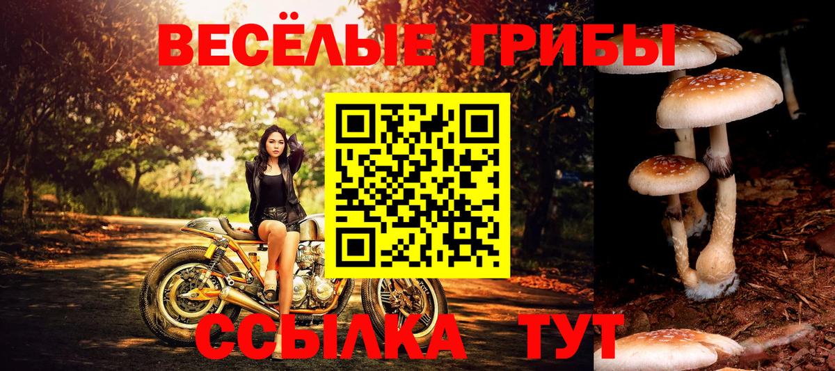 Галлюциногенные грибы Psilocybe  Псилоцибиновые грибы прущие грибы  Вход с VPN  Тимашёвск 